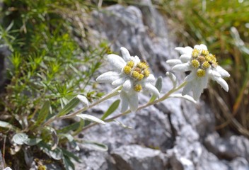Edelweiss (Leontopodium alpinum)