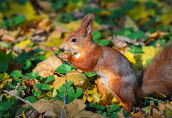 Squirrel in autumn forest
