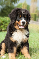 Bernese mountain dog