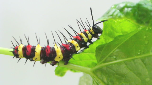 Caterpillar eating  leave on gray background, full HD./ Caterpillar (Butterfly larvae ) eating leave become a pupaon in summer day on gray background, full HD.