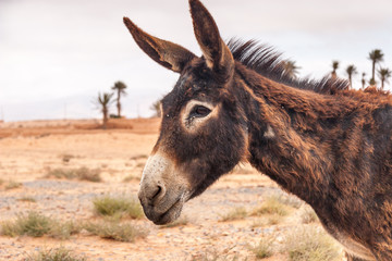 Brown donkey