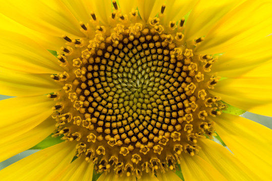 Close up of the sunflower. Sunflower florets are arranged in a natural spiral having a Fibonacci sequence.