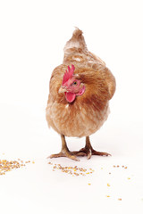 poule rousse fond blanc mangeant graines