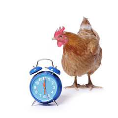 poule rousse fond blanc avec réveil