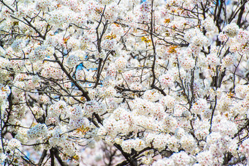 Japanese cherry blossom in spring
