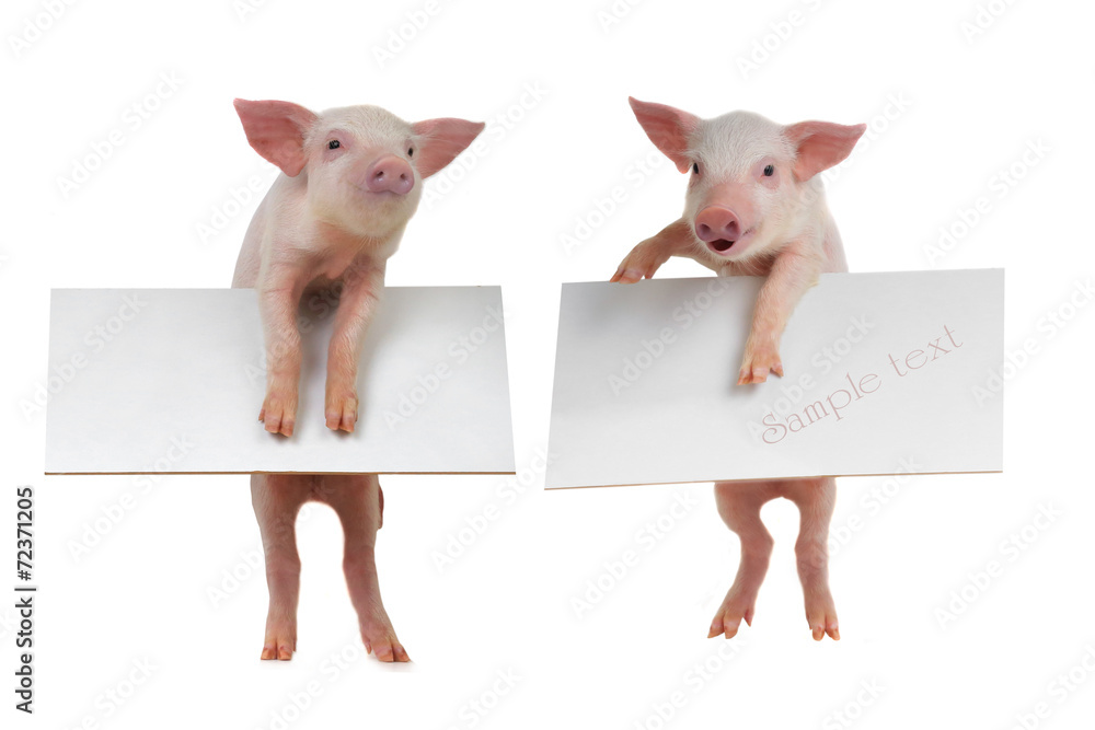 Poster pig