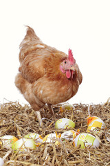 poule rousse fond blanc oeufs de Pâques