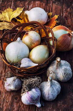 garlic head on a wooden background