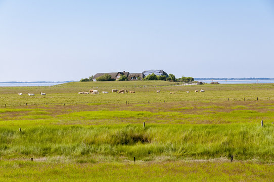 The Hallig Langene&szlig; in the wadden Sea