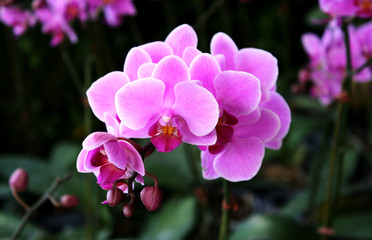 Beautiful purple orchid - phalaenopsis