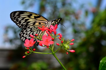 Fototapeta na wymiar Tree Nymph butterfly at the garden restaurant