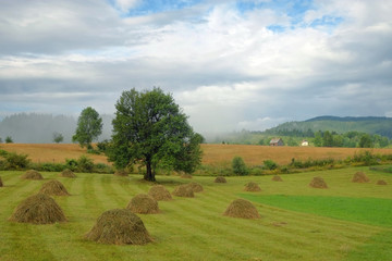 Misty Morning On A Rural Landscape, Montenegro © ollirg