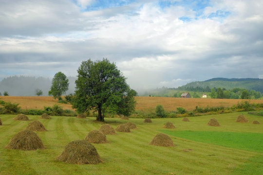Misty Morning On A Rural Landscape, Montenegro