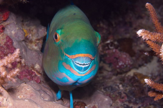 Poisson perroquet