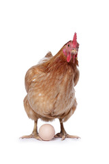 Fototapeta premium poule avec oeuf