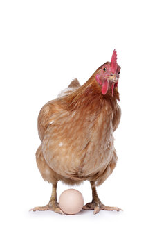 poule avec oeuf