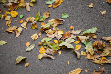 Fallen colorful autumnal leaves on urban asphalt road
