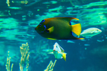 Fototapeta na wymiar Colorful Queen Angelfish