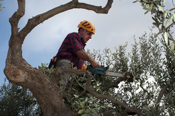 Pruner agricultural worker