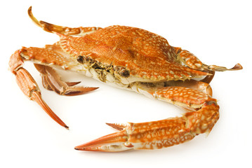 crab isolated on white background