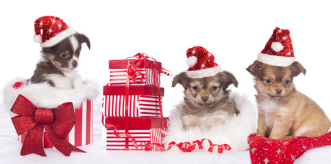 Drei Chihuahuas mit Weihnachtsmütze und Geschenk