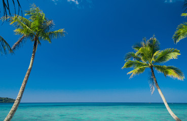 Naklejka premium Coconut Coast Exotic Paradise