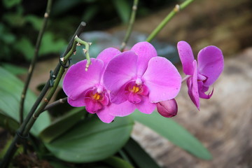 Orchidee in Flieder