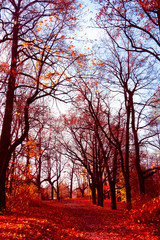 Panele Szklane Podświetlane  Drzewa żółtych jesiennych liści