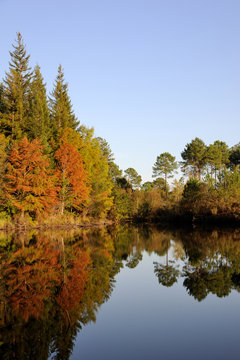 Hostens, for&ecirc;t en automne 1