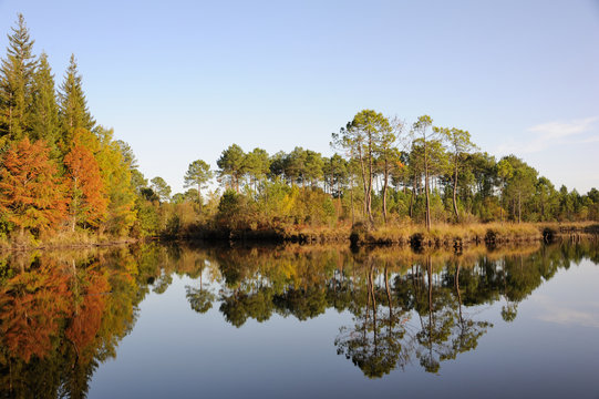 Hostens, for&ecirc;t en automne 2