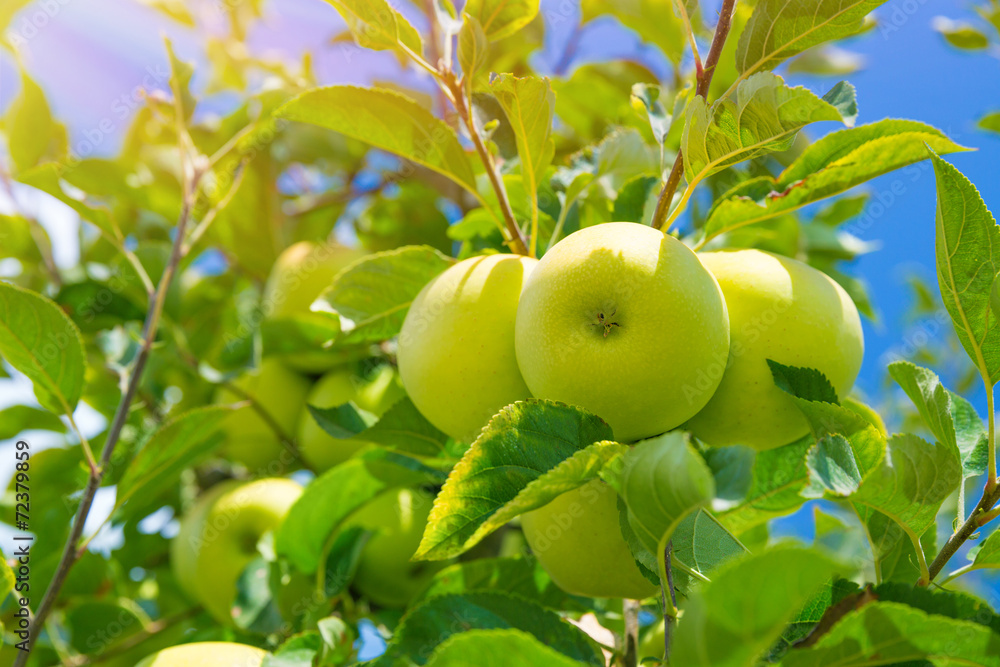 Wall mural apple fruits background