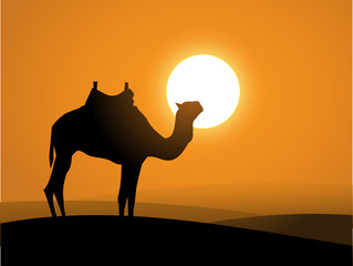 Camel on the desert over the sunset vector