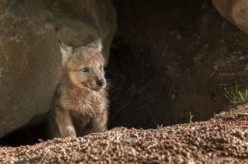 Grey Wolf (Canis lupus) Pup Pokes Head out of Den