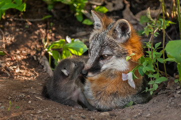 Grey Fox Vixen (Urocyon cinereoargenteus) and Her Kit at Den