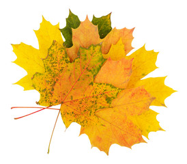 maple leaves on white cutout