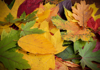 Naklejka na ściany i meble Colorful background of autumn leaves