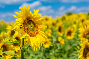 sun flowers field in Ukraine sunflowers