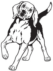 beagle black white