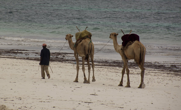 Kamele am Diani Beach / Kenia