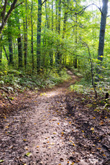 scenic and beautiful tourism trail in the woods near river