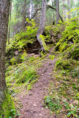 Obraz premium scenic and beautiful tourism trail in the woods near river