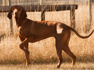 Vizsla