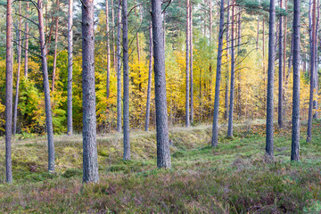 Fototapeta premium colorful autumn trees in green forest with sun rays