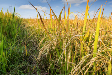 rice field