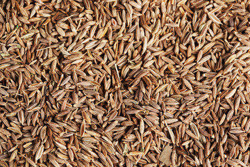Cumin close up