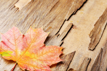 Beautiful autumn leaf on wooden background