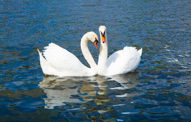 Naklejka premium Swans in Hyde park lake