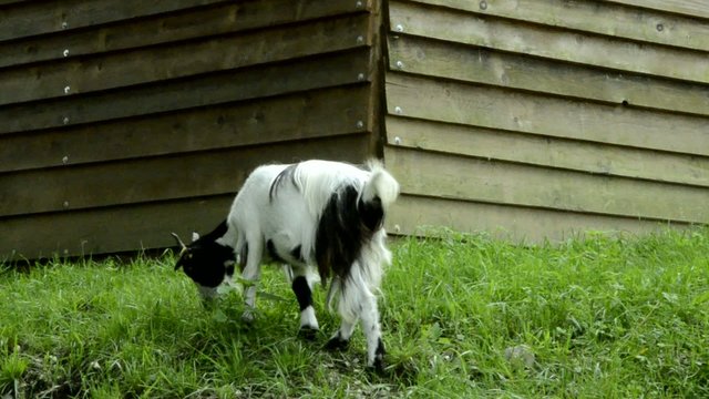Capra Goat Koza domowa Коза домашняя Ch&egrave;vre Hausziege