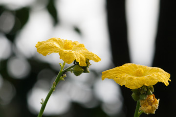 Yellow Flower,  Close up of zucchini flowers  with blur backgrou