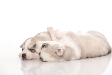 Siberian husky puppies on isolated background